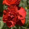 Rosier Mathias Meilland – Image 2