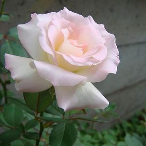 Rosier Matilda