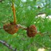 Mélèze commun - Larix