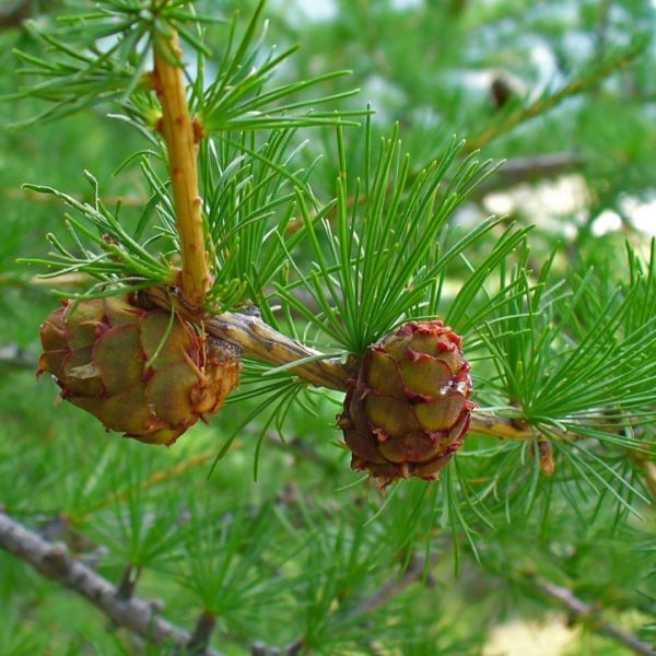 Mélèze commun - Larix