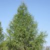 Mélèze commun - Larix – Image 2
