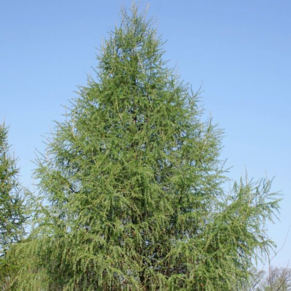 Mélèze commun - Larix – Image 2