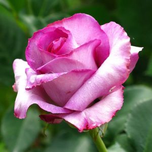 Rosier Mélodie Parfumée