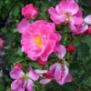 Rosier Mirato – Image 2