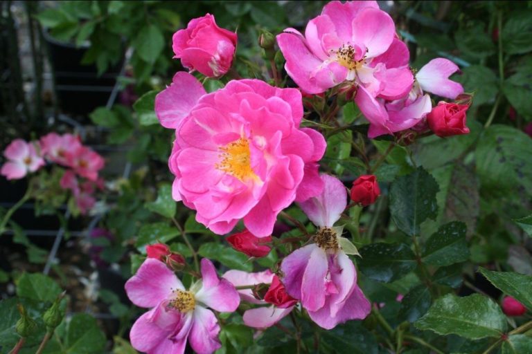 Rosier Mirato – Image 2