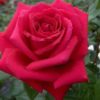 Rosier Mister Lincoln