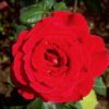 Rosier Mister Lincoln – Image 2