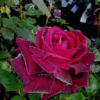 Rosier Mister Lincoln – Image 3