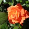 Rosier Monica