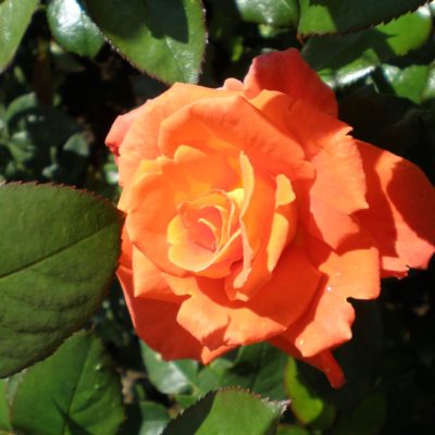 Rosier Monica