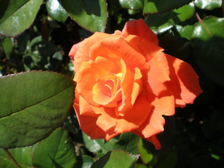 Rosier Monica