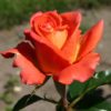 Rosier Monica – Image 2