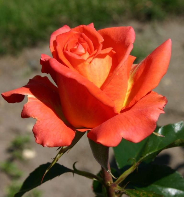 Rosier Monica – Image 2