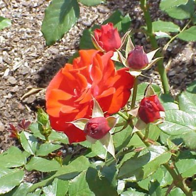 Rosier Montana