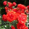 Rosier Montana – Image 2