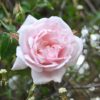 Rosier New Dawn