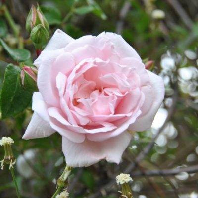Rosier New Dawn