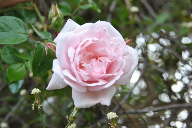 Rosier New Dawn