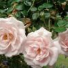 Rosier New Dawn – Image 2