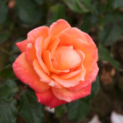 Rosier New Year