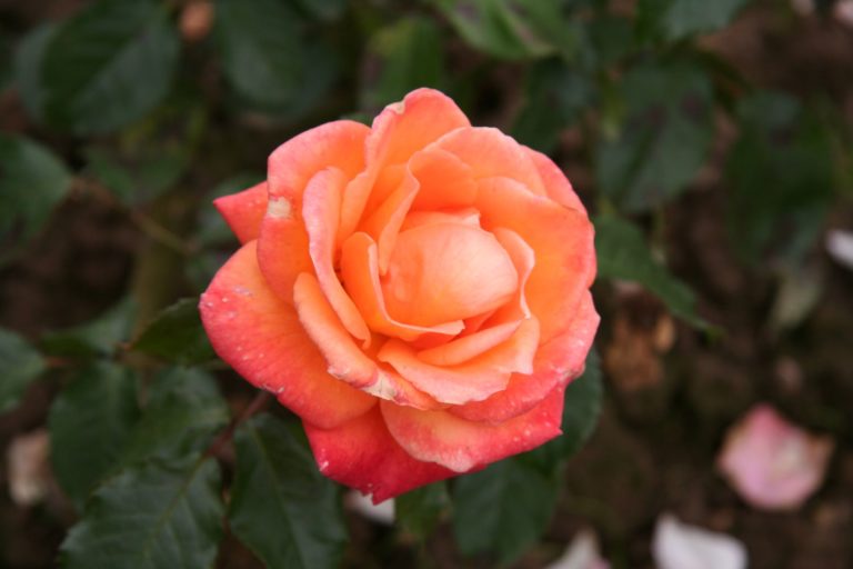 Rosier New Year