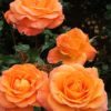Rosier New Year – Image 2