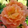 Rosier New Year – Image 3
