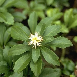Pachysandre du Japon - Pachysandra