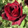 Rosier Papa Meilland – Image 2