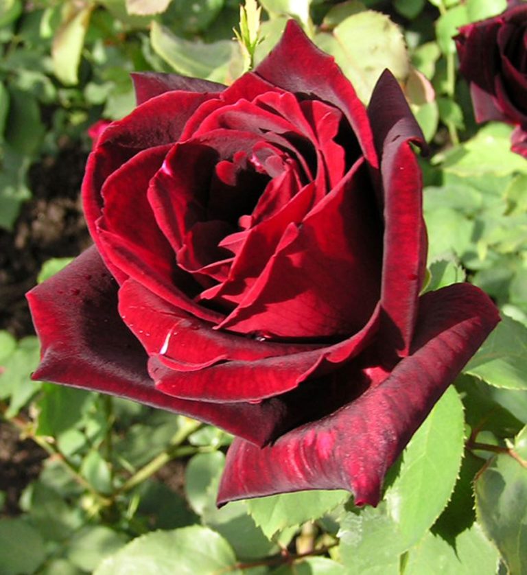 Rosier Papa Meilland – Image 2