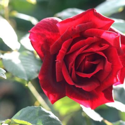 Rosier Papa Meilland
