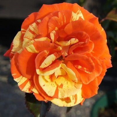 Rosier Papagena