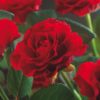 Rosier Paul Scarlet Cl.