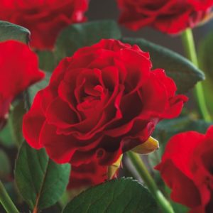 Rosier Paul Scarlet Cl.