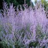 Sauge d'Afghanistan - Perovskia- Bio Le Bourgeon – Image 2