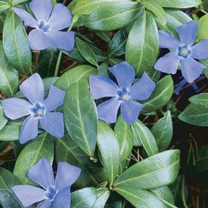 Petite pervenche - Vinca