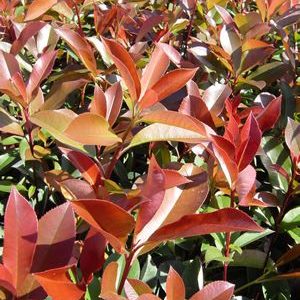 Photinia 'Pink Marble"