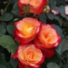 Rosier Pigalle – Image 2