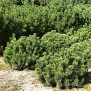 Pin nain de montagne - Pinus