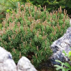 Pin de montagne 'Mops' - Pinus