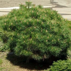 Pin noir Pierrick Brégeon - Pinus