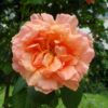 Rosier Polka