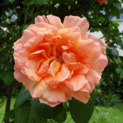 Rosier Polka