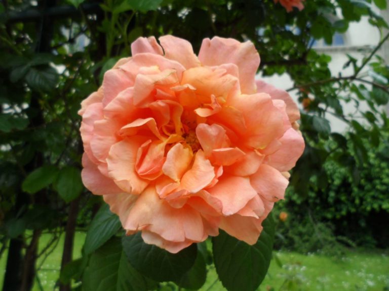 Rosier Polka