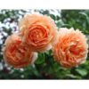 Rosier Polka – Image 2