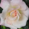 Rosier Pristine