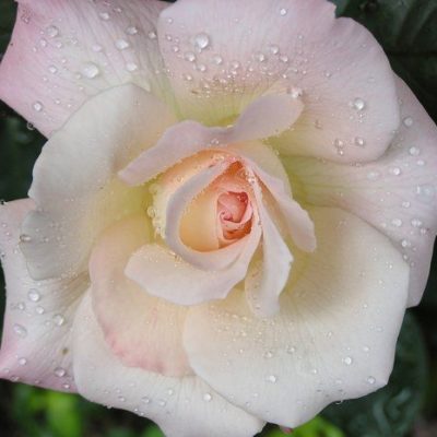 Rosier Pristine