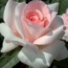 Rosier Pristine – Image 2