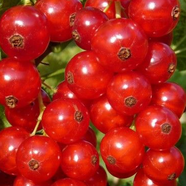 Groseillier à grappes 'Rolan' - Ribes