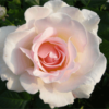 Rosier Renaissance